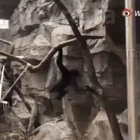 순식간에 사람으로 진화한 원숭이