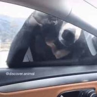 운전 ㅈ같이 하네