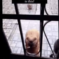 대문 앞에 나타난 이상한 동물