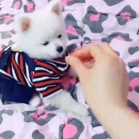 6개월차 애교 vs 6년차 애교