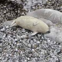 자다가 물벼락 맞는 하프물범