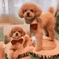 사진작가 선호도 1위 모델 댕댕이