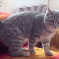 자고일어났더니 베인이되어버린 고양이