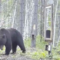 거울을 처음 본 곰
