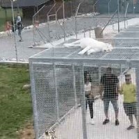 사자 우리 체험