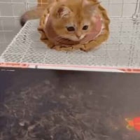 쳇지피티 덕분에 마음이 편함