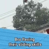 요즘 비둘기가 노는방법