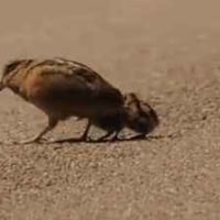 옵지에 장문으로 딮기 깐 적이 있었음.