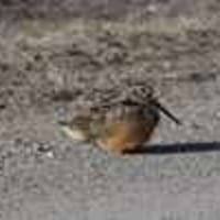 개나 고양이보다 새가 더 귀여움