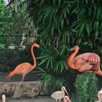 플라밍고.gif