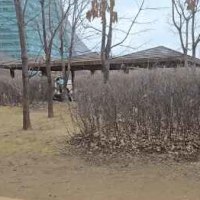 상대 정글 레드스틸하는 그레이브즈