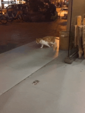 298633_1535080330.gif