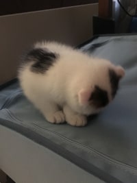 우리집 고양이 자랑해봄