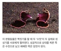 성기를 먼저 찔러야 수컷으로 남을 수 있는 동물