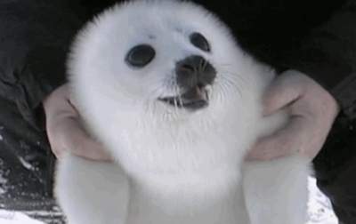20181209110132.262895.gif