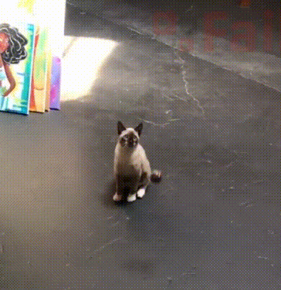 externalFile\(130\).gif