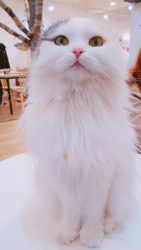 정화한다