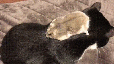externalFile.GIF