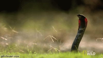 ezgif-1-8350a4226022.gif