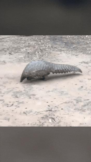 7FC914FE-638D-4C86-A3B5-A7AA900FA47B.gif