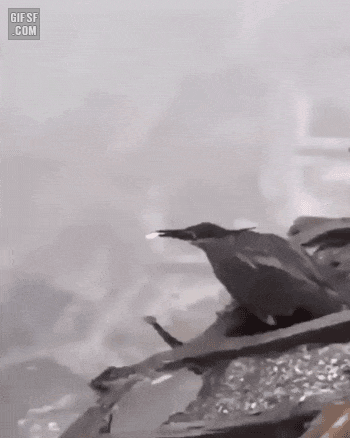 gifsf.com_00005.gif
