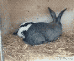 33246298_de0e066b.gif