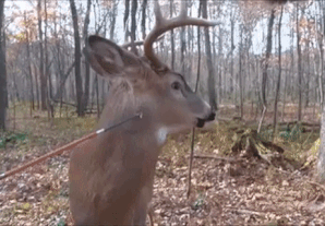 1561255314756.gif