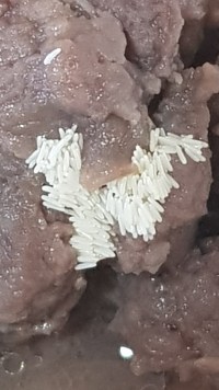 (혐)이거 파리 알임?