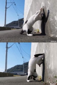 구멍에 손낀 냥이