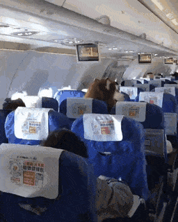 1564054985955.gif
