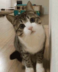 저도 옵지 냥트키에 탑승하겠습니다