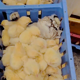 20190630001714.589215.gif