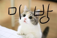 귀여운거 보여줄까?