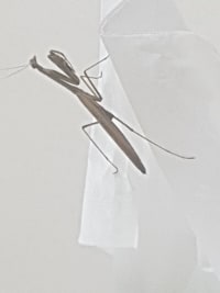 극혐주의)롤 하는데 카직스가 갱옴