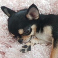 심해 럭스서폿 vs 고티어 럭스서폿 차이점