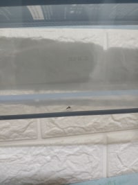 쿡쿠...모기녀석..