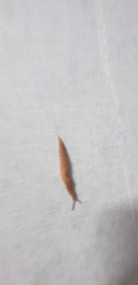 태풍이 집안에 민달팽이 스폰시키고감;