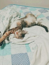 토큰때문에 열심히해야하는데