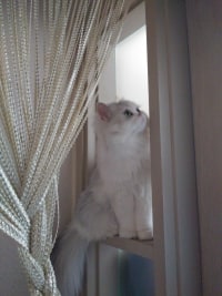 실버탈출 하고 싶은데 팁좀...