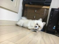 귀엽죠