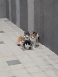 냥트키 x5 .jpg