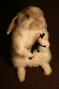 토끼가 가장 강한 동물인 이유...