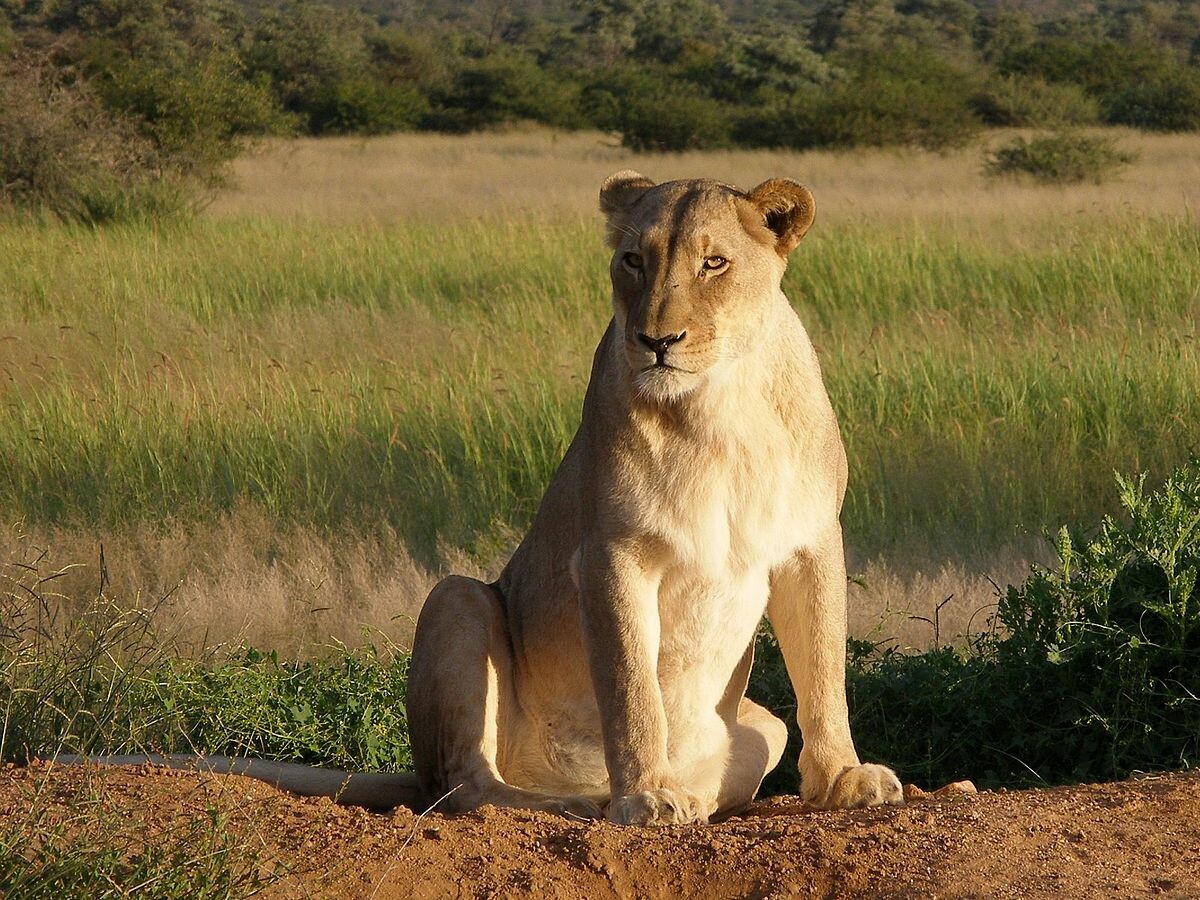 1200px-Okonjima_Lioness_edited.jpg