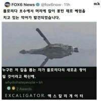 머리에 칼 꽃힌 채로 헤엄치는 악어뉴스