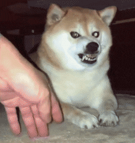 AppropriatePessimisticAplomadofalcon-size_restricted.gif