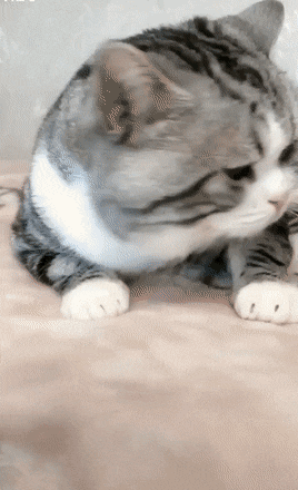 77ce16ff-6a21-43f6-8c63-0eabae69cc43_20190212182639.gif
