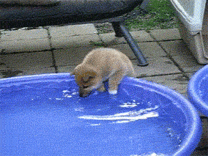 865da99e-e0e3-4c73-be06-51ad4a8e4992_20190329172115.gif