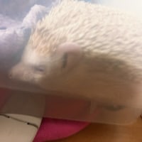 Sleepy hedgehog