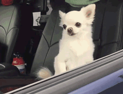 08ff711b-e8fb-4659-a9b9-996471fde3dd_image.gif