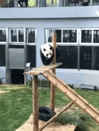 Panda going down a slide